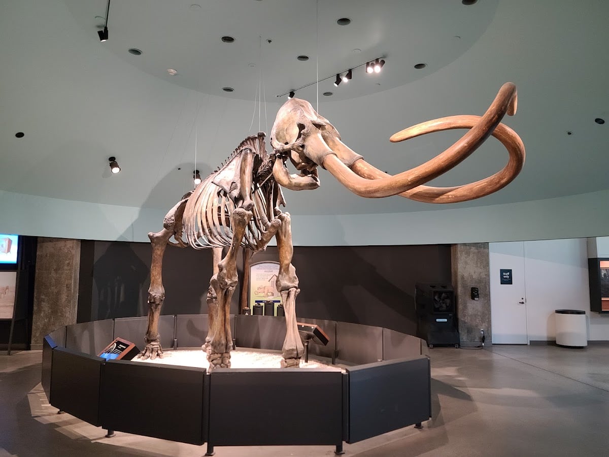 La Brea Tar Pits and Museum