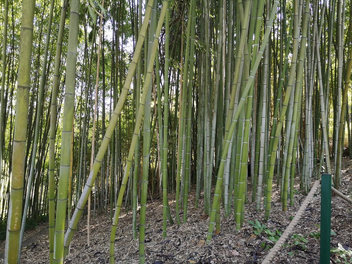 Orto Botanico di Roma