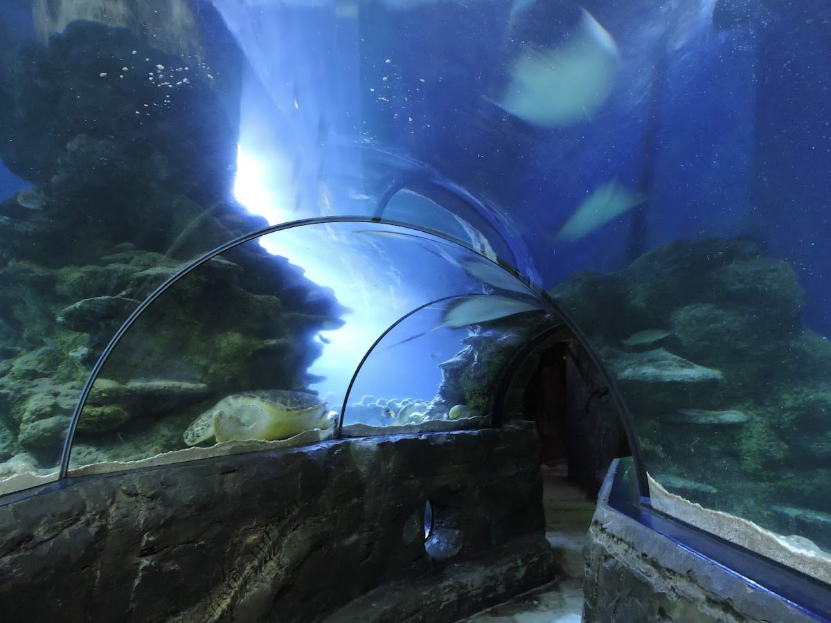 SEA LIFE London Aquarium