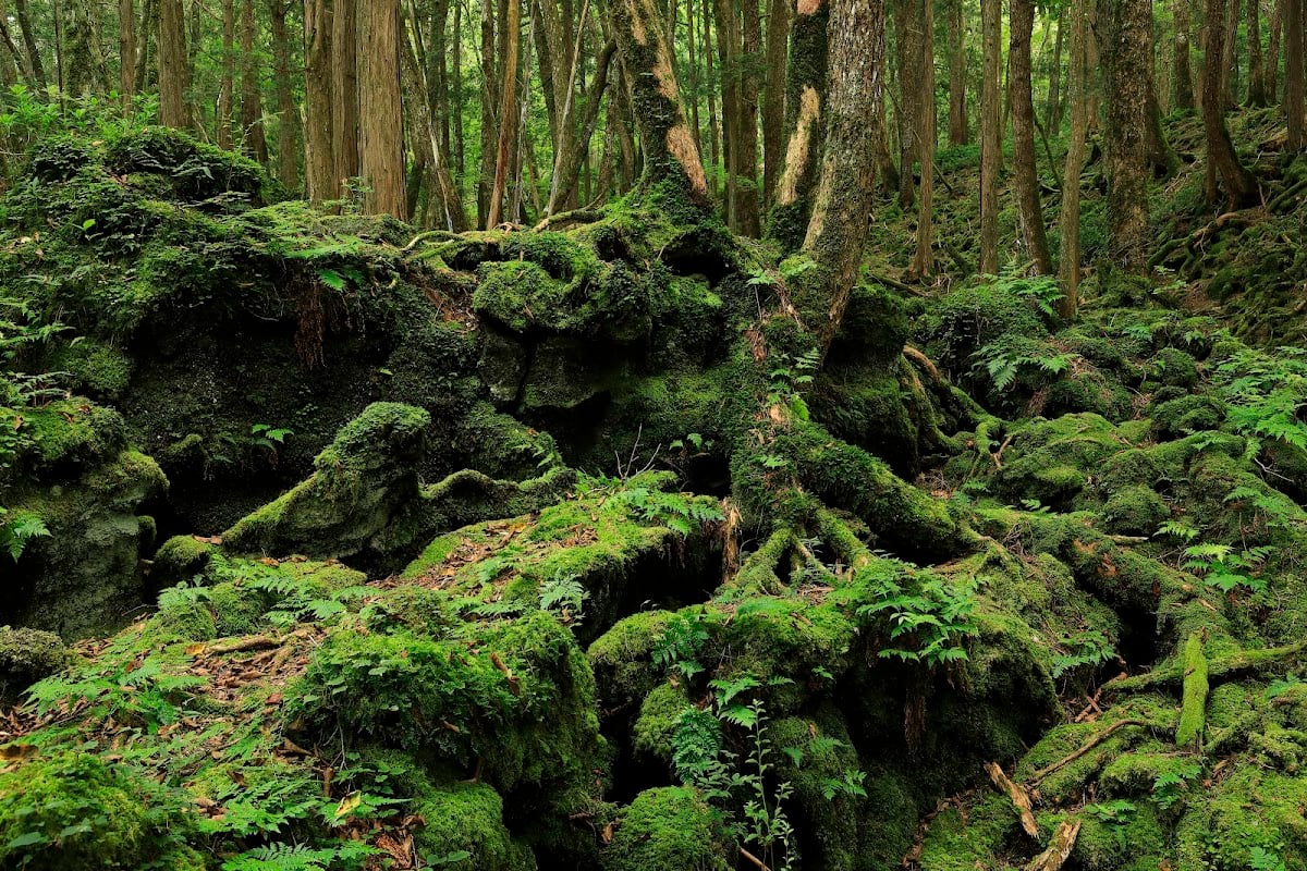 Aokigahara - Yamanashi, Japan