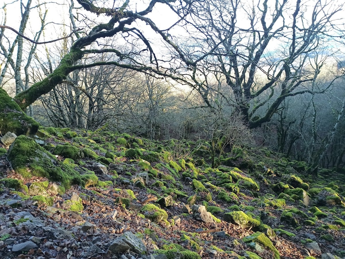Bosco della Tassita