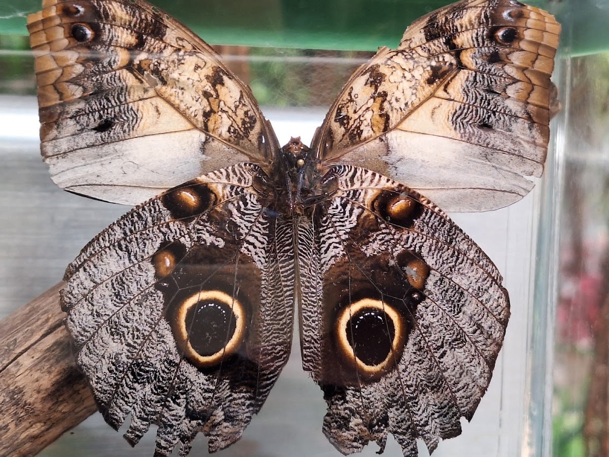 Mariposario Chapultepec