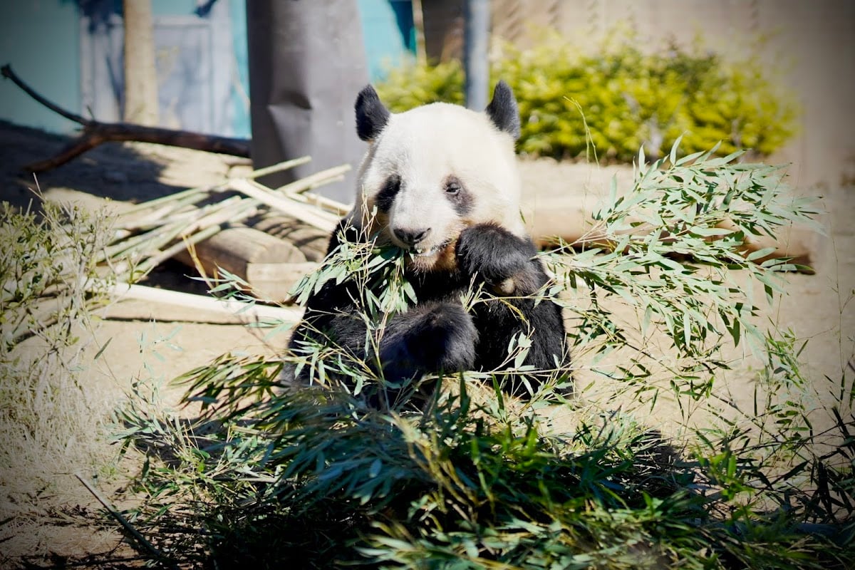 恩賜上野動物園