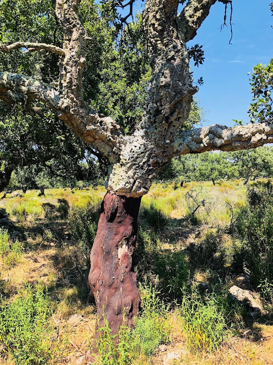Allevamento Cavalli Gianni Orru