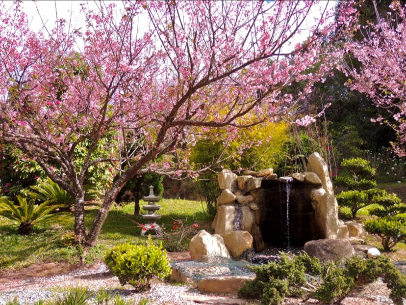 Parque da Cerejeira de Campos do Jordão