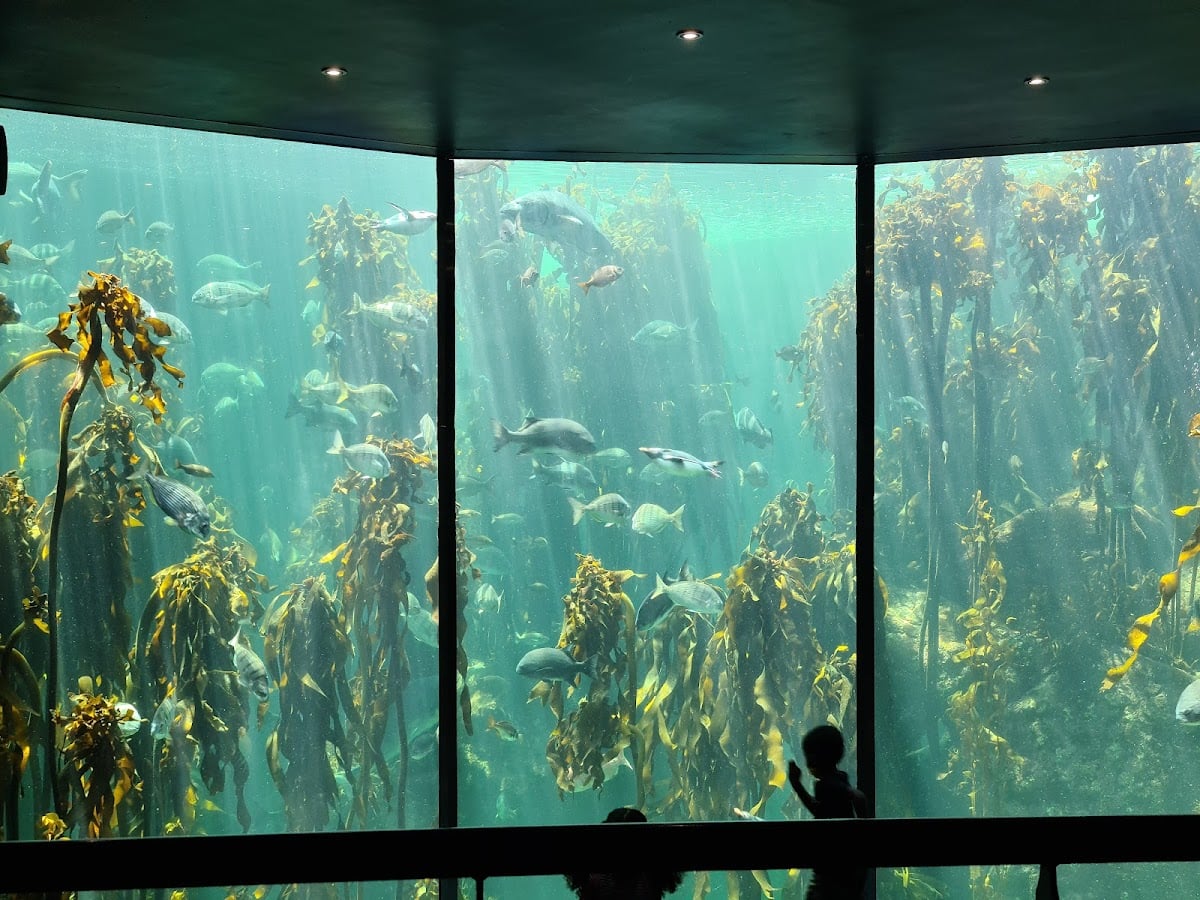 Two Oceans Aquarium - Come uma gummy e vai ser feliz.