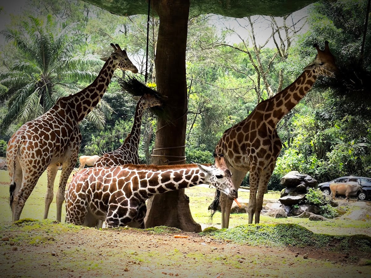 taman safari - bogor