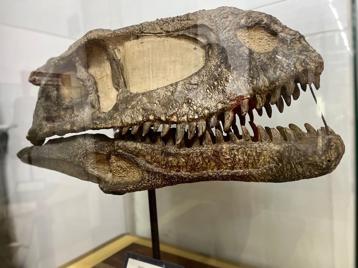 Museo de Paleontología | F.C.E.F. y N.