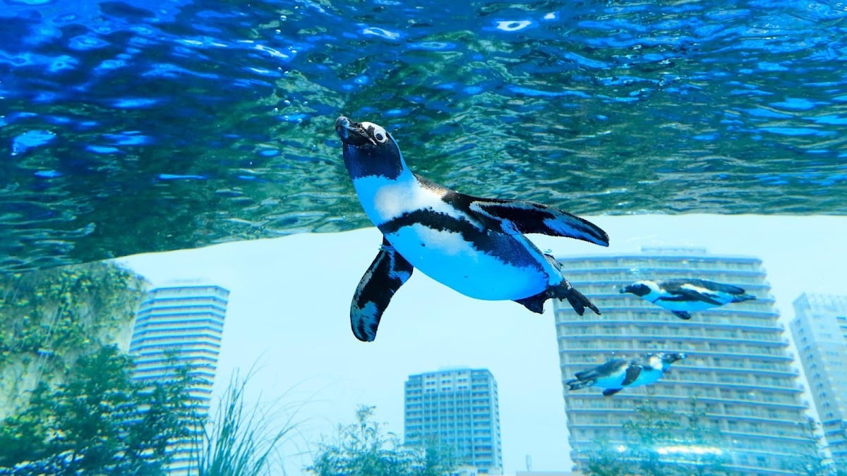 サンシャイン水族館