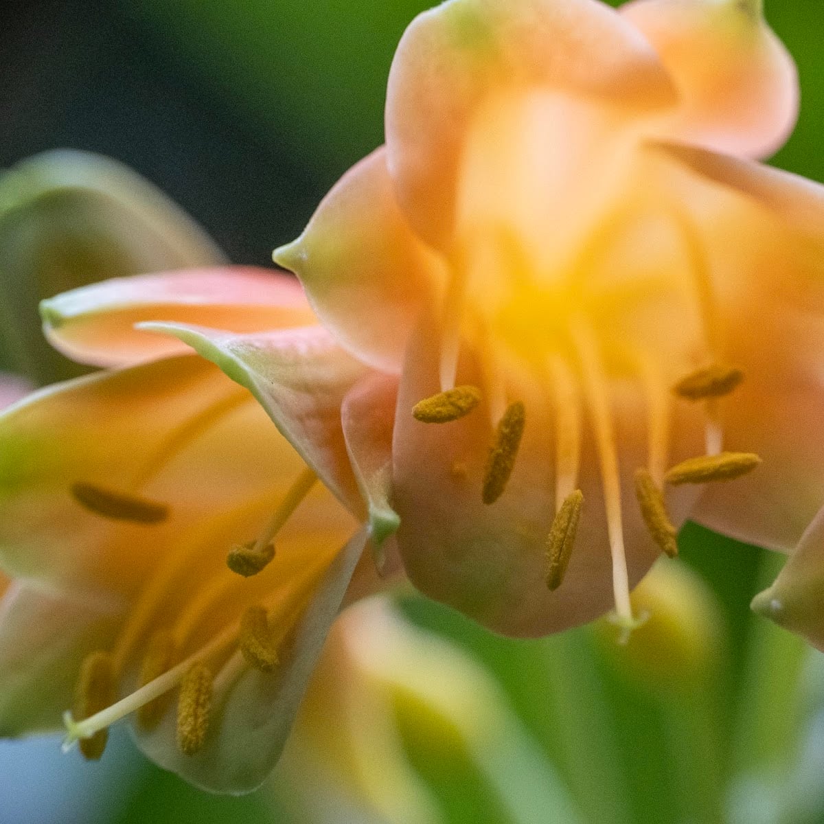 Ogród Botaniczny PAN