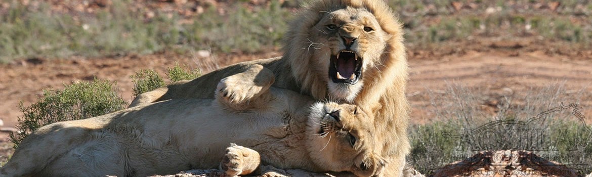 Aquila Private Game Reserve - Uma ótima opção pra quem está em Cape Town e só tem um dia pra fazer Safari. Eles pegam e deixam na hospedagem, e a refeição também está inclusa.