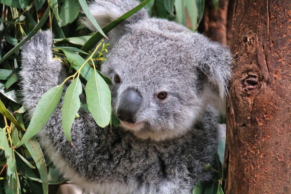 Featherdale Sydney Wildlife Park