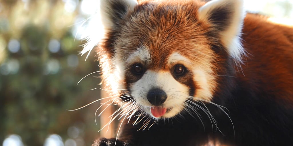 Buinzoo