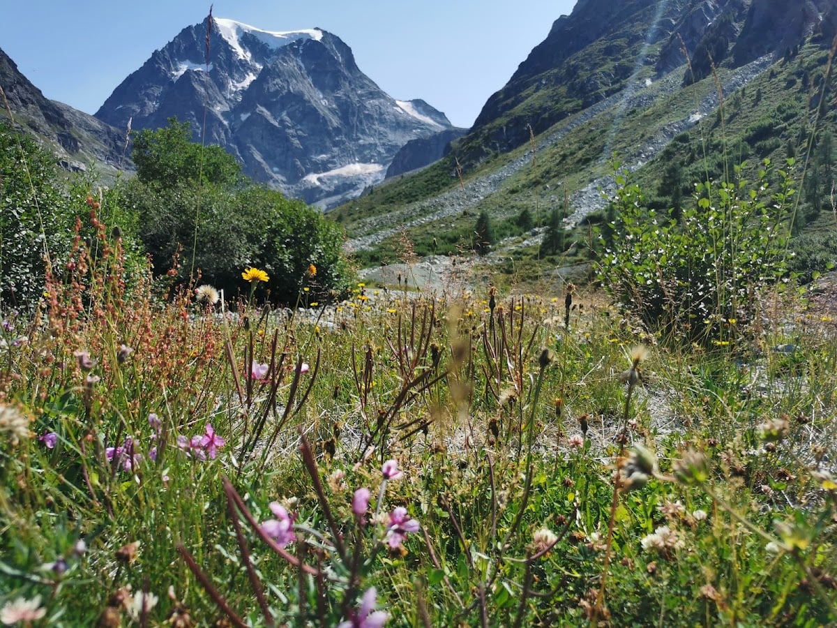 Arolla