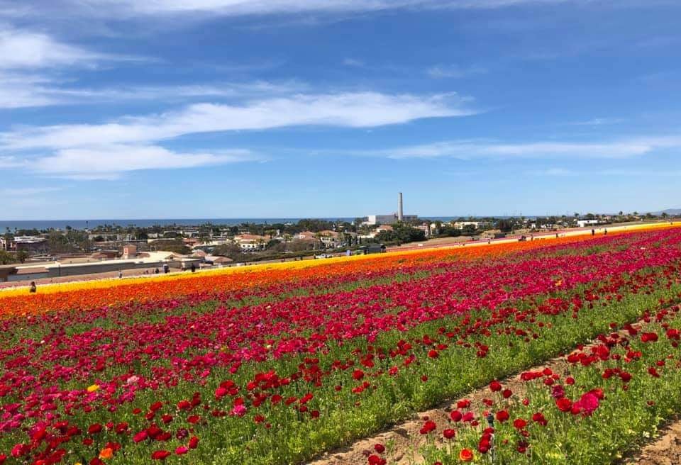 富良野市