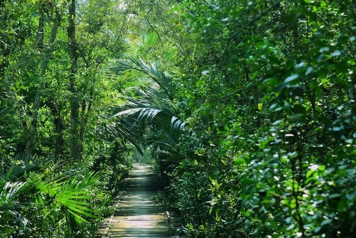 Sundarbans National Forest Bangladesh - Bangladesh