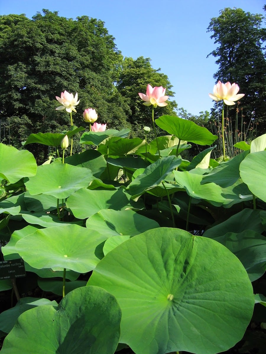 Grandes Serres du Jardin des Plantes