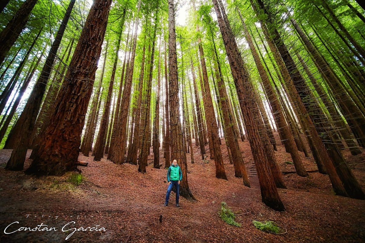 Bosque de Secuoyas del Monte Cabezón