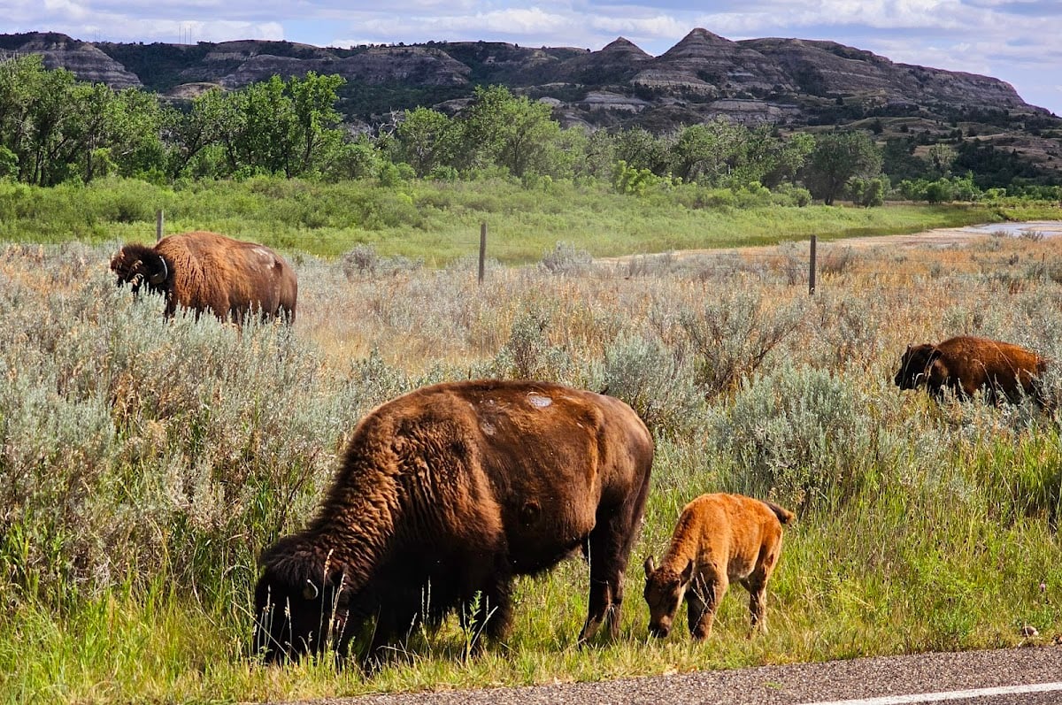 Theodore Roosevelt National Park