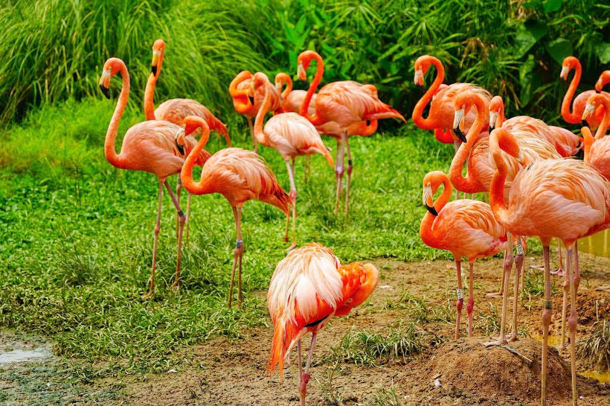 Bird Paradise