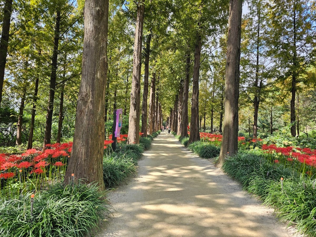 Haneul Park Metasequoia Trail - Autumn