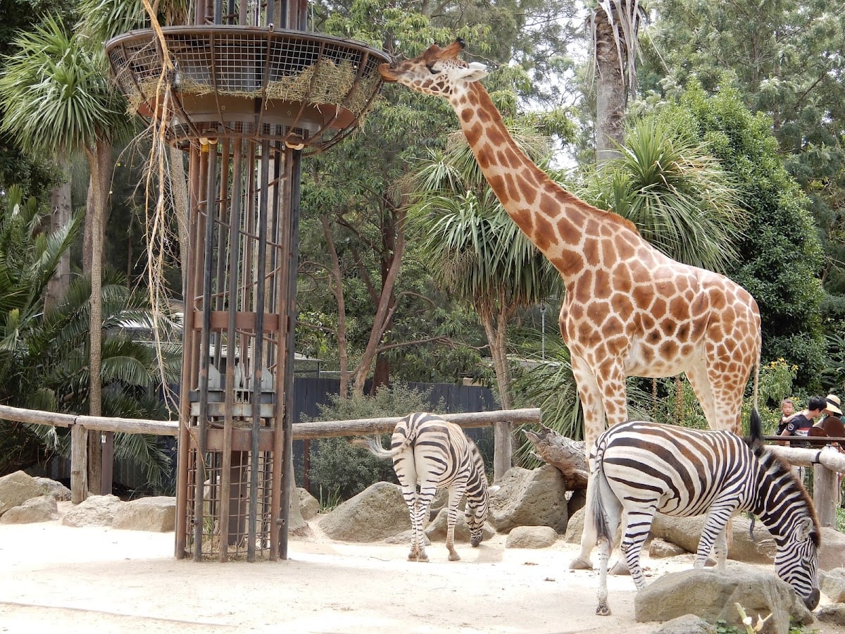 Melbourne Zoo - Parkville