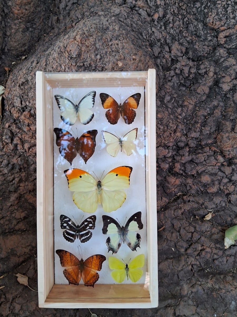 Insectario del Parque