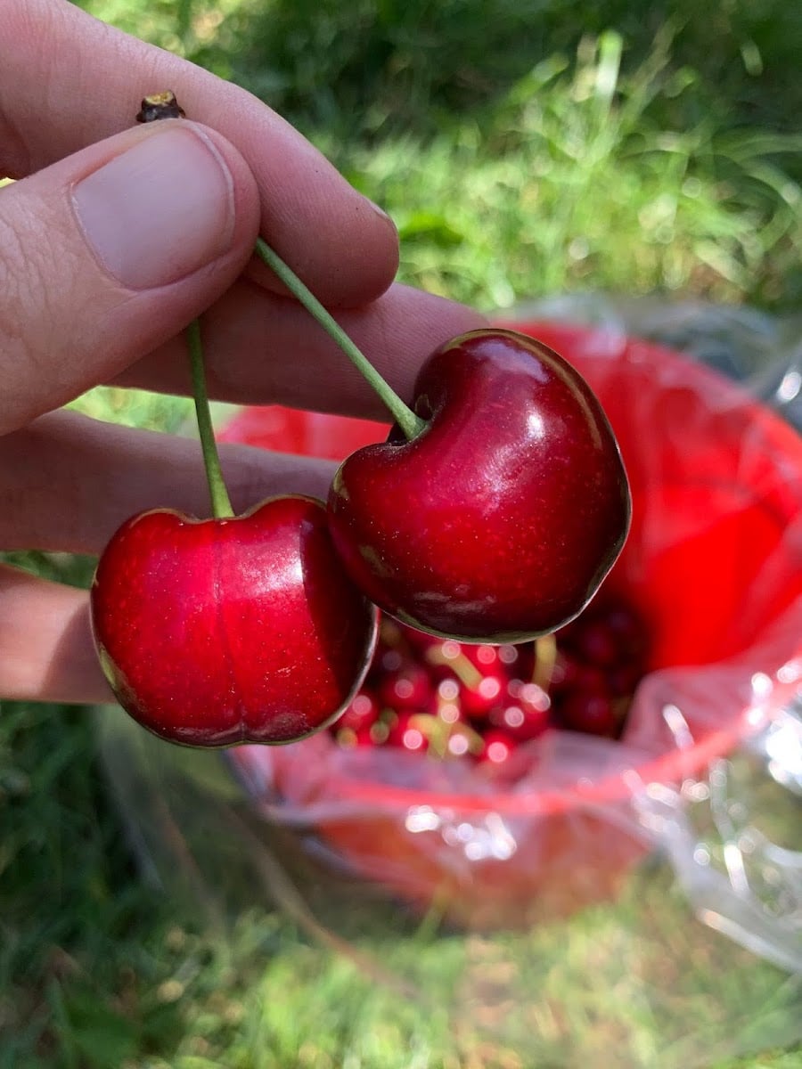 CherryHill Orchards - Wandin East - Wandin East