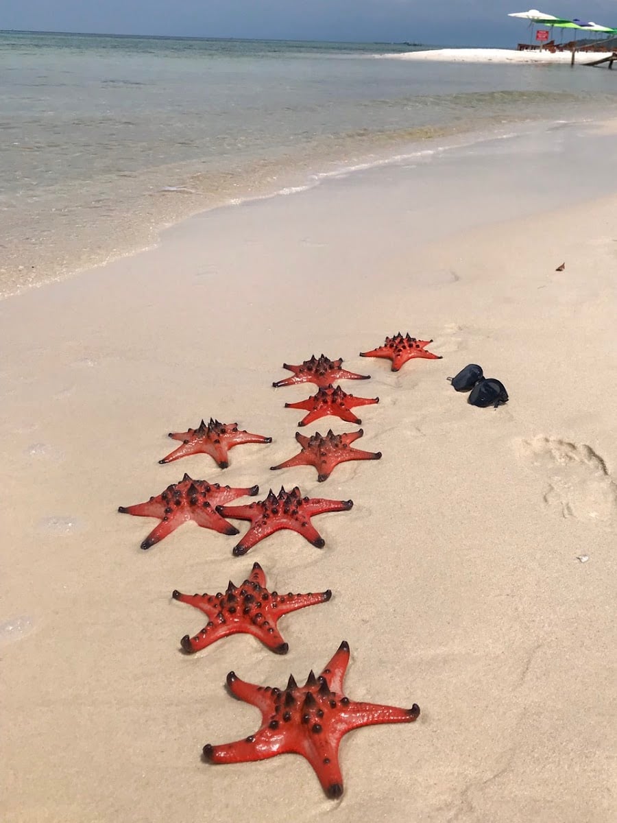 Starfish Beach