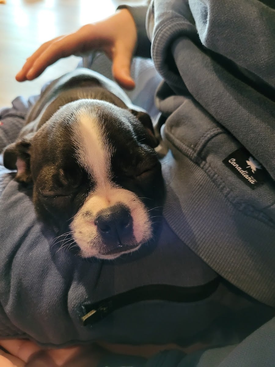 Studio Woof - Yoga while surrounded by puppies