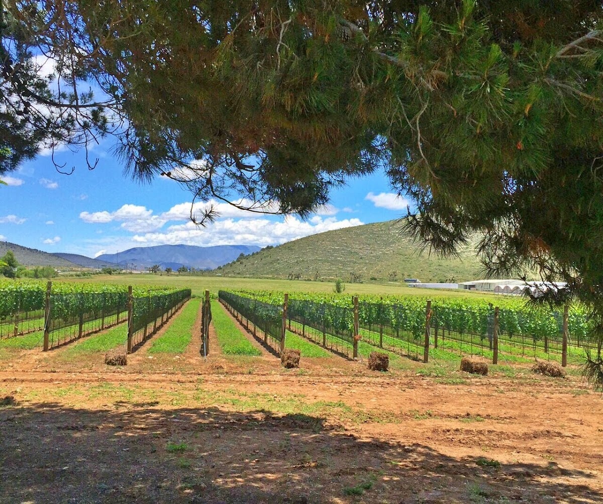Bodegas del Viento - Huachichil, Coahuila