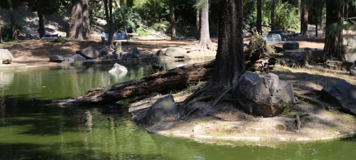 Bosque Los Colomos