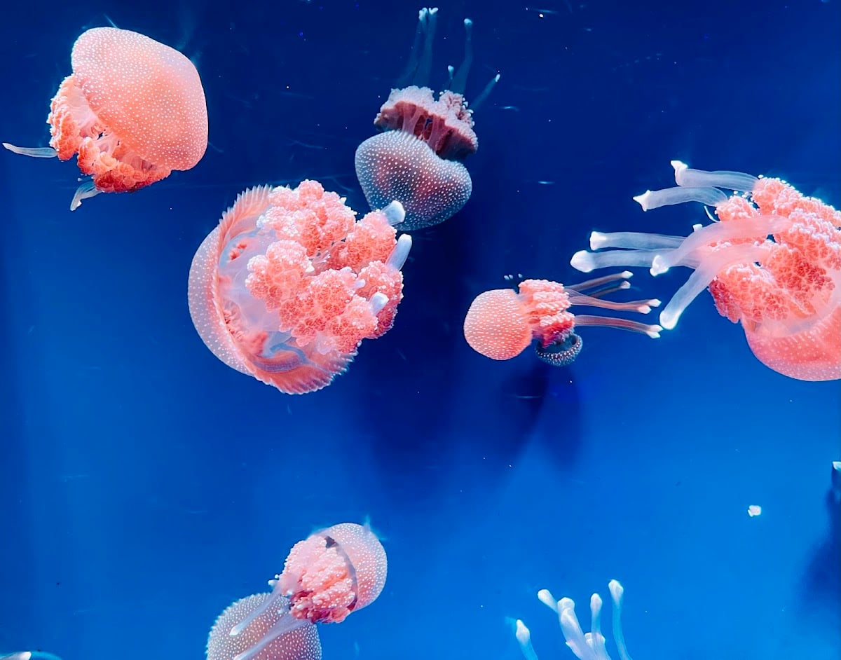 Jakarta AQuarium Safari