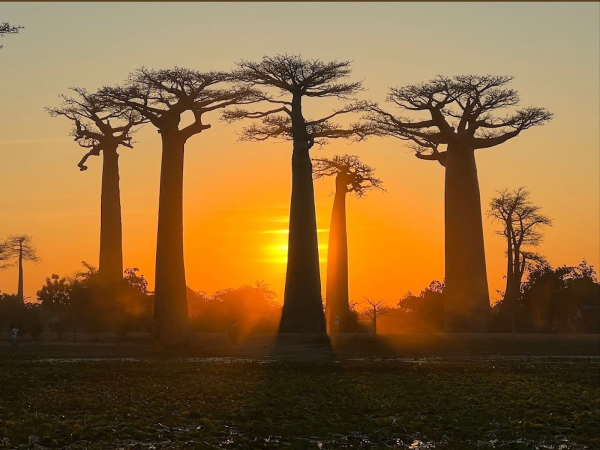 Allée des Baobabs