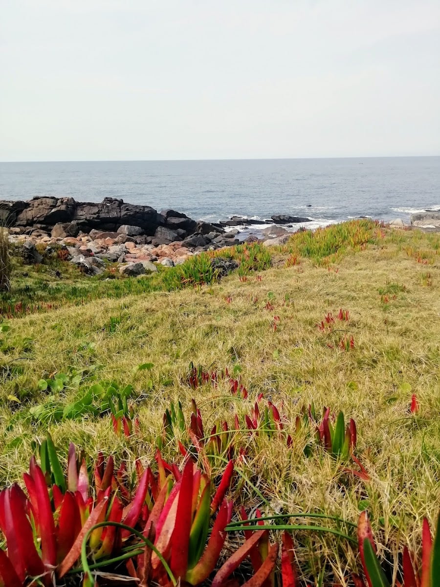 Punta Colorada