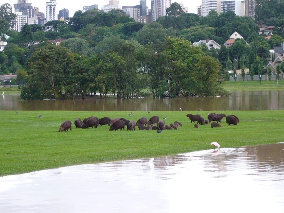 Parque Barigui