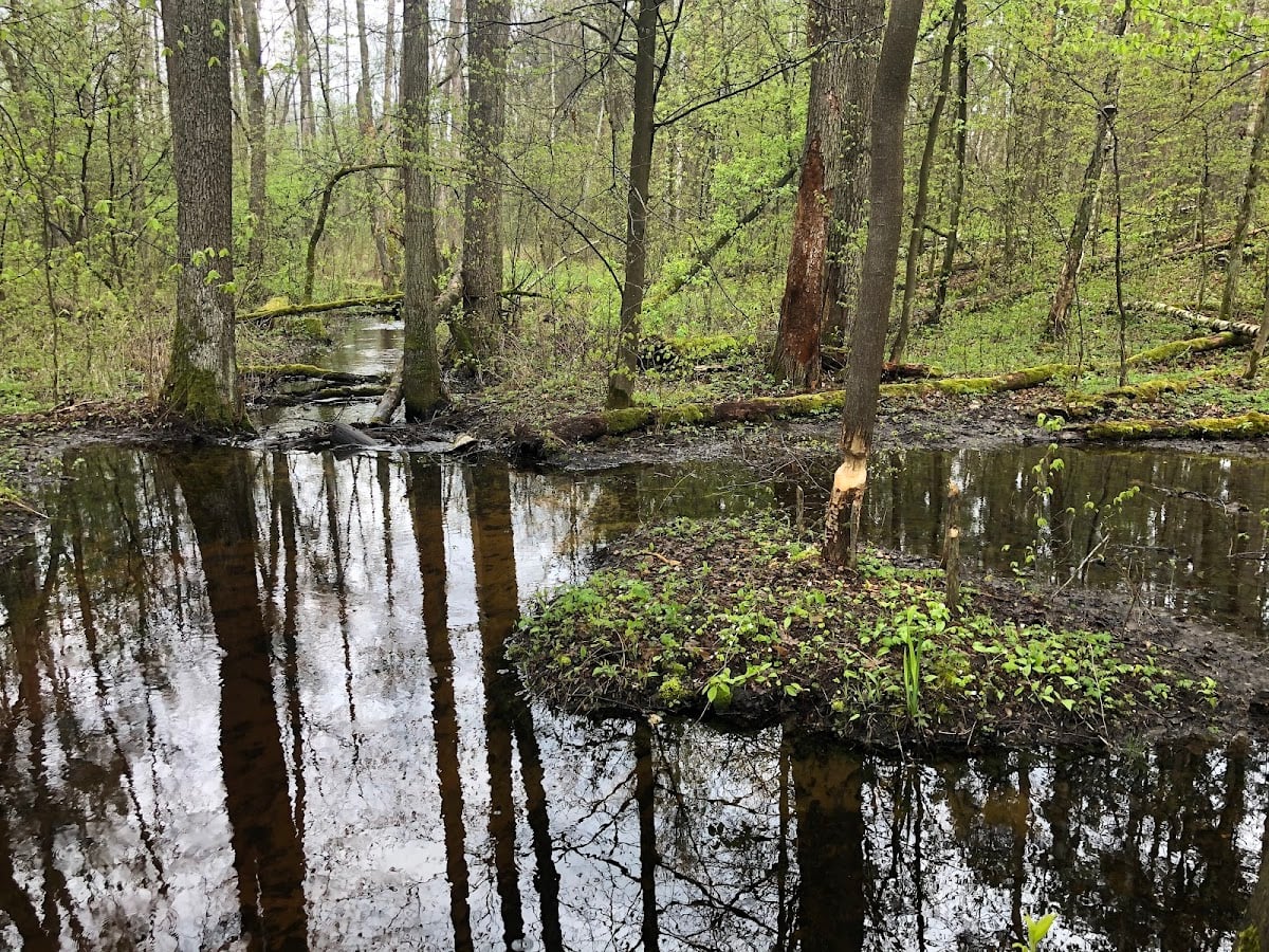 Puszcza Kampinoska