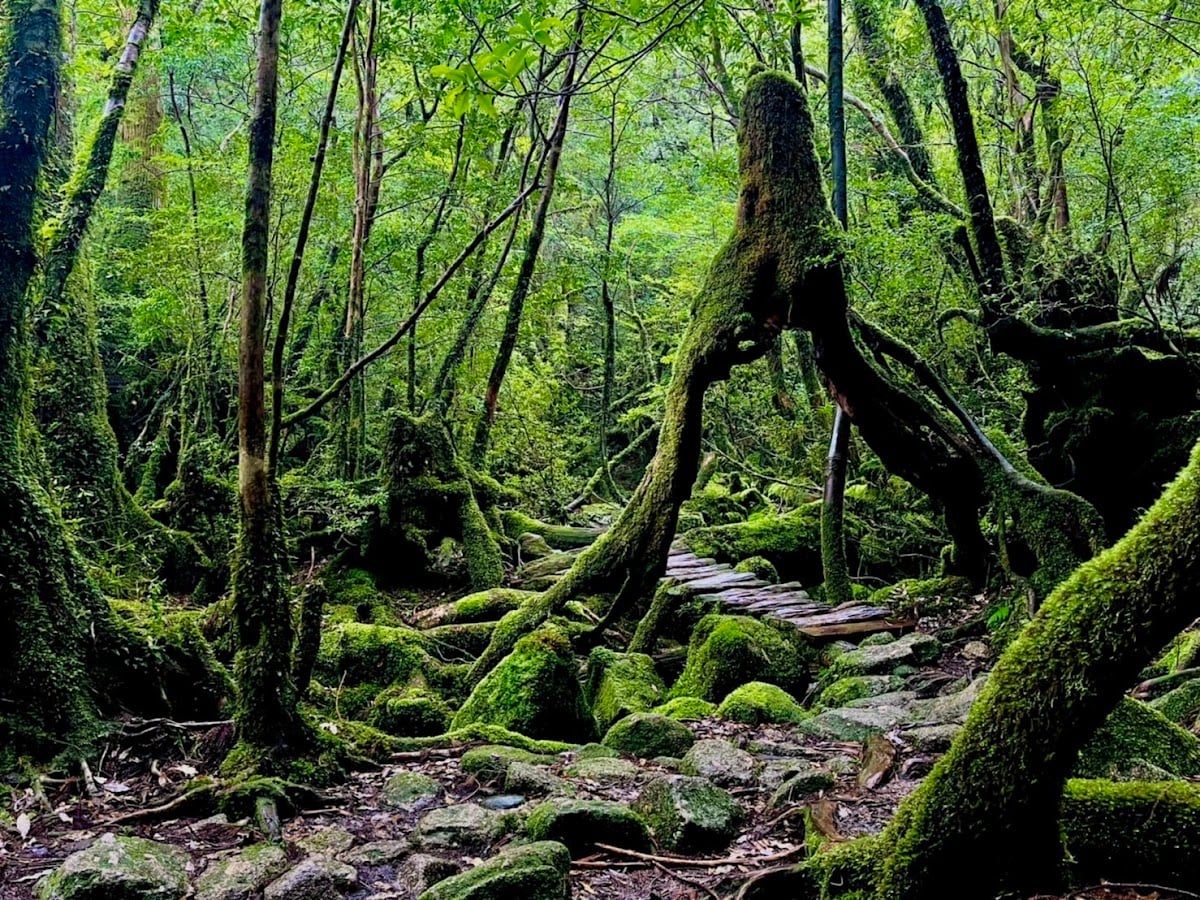 屋久島