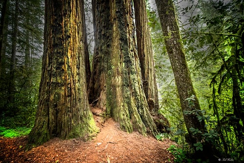 Redwood National and State Parks