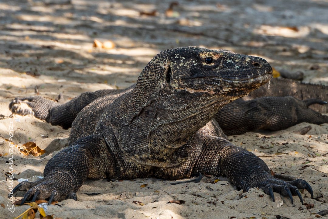 Komodo Island - Indonesia
