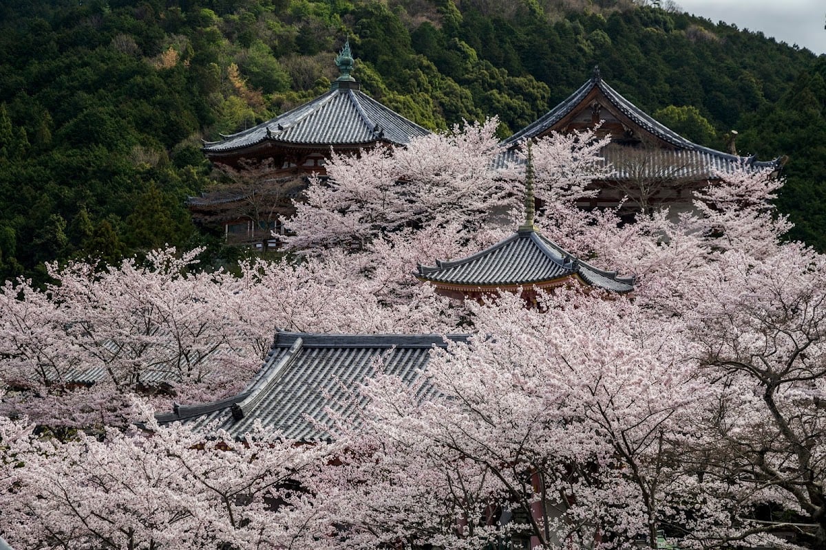 Tsubosaka-dera Temple (Tsubosaka-san Minami-Hokke-ji Temple)