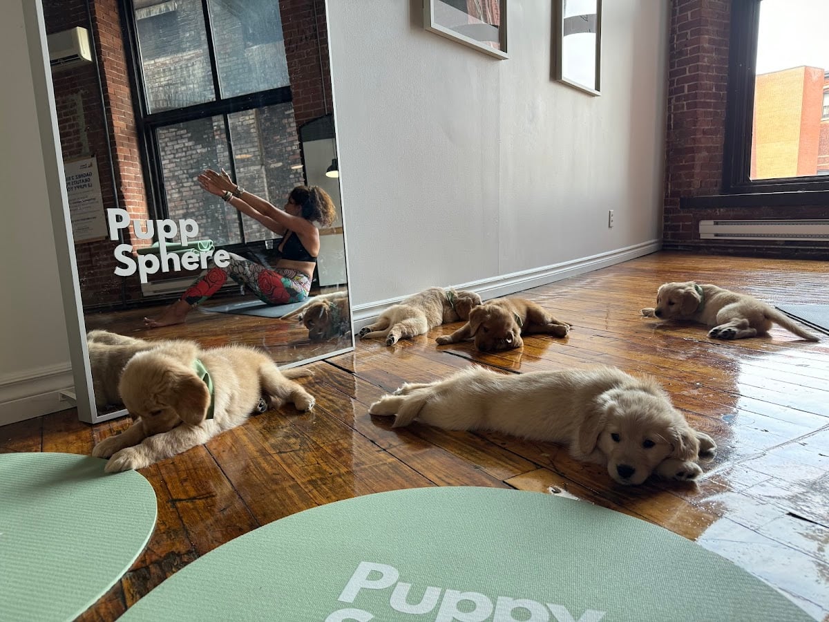 Puppy Sphere - Yoga while surrounded by puppies
