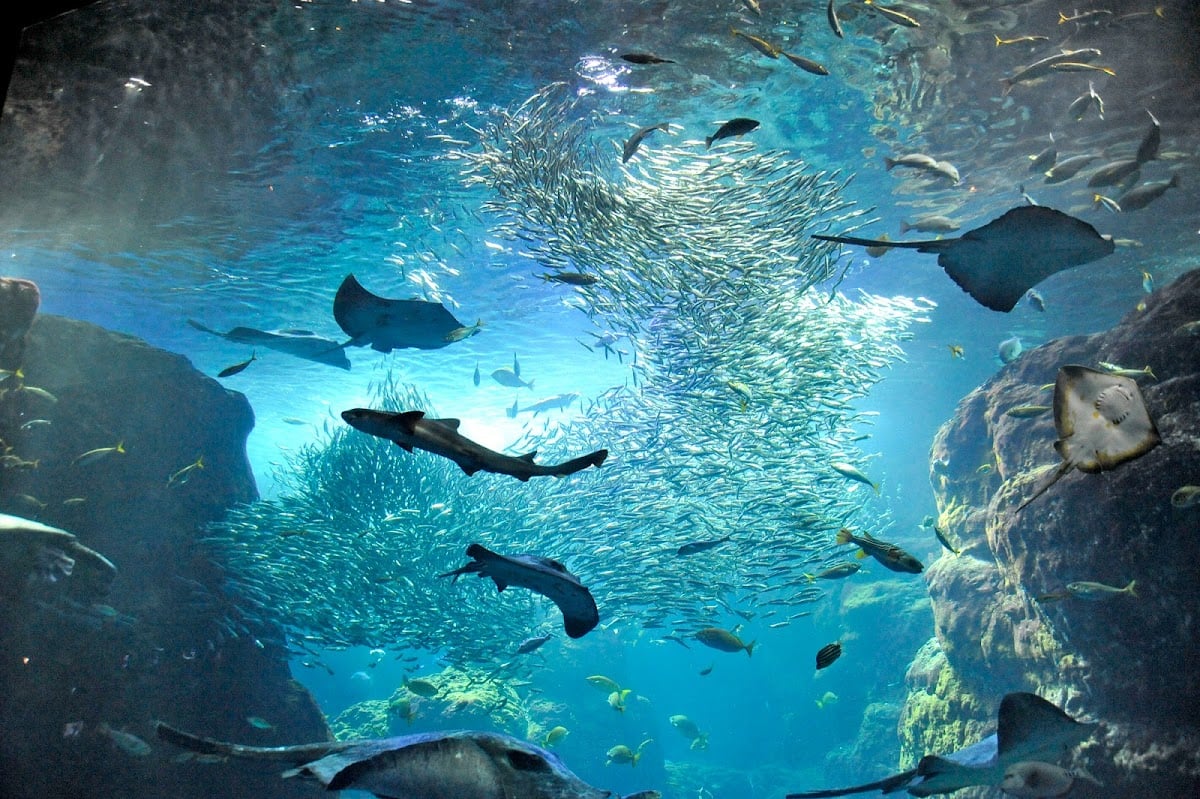 新江ノ島水族館 - 江ノ島