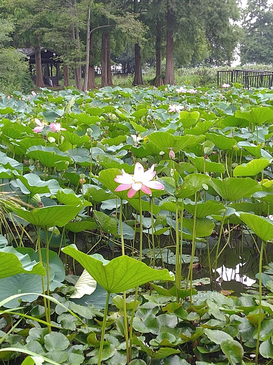 水元公園