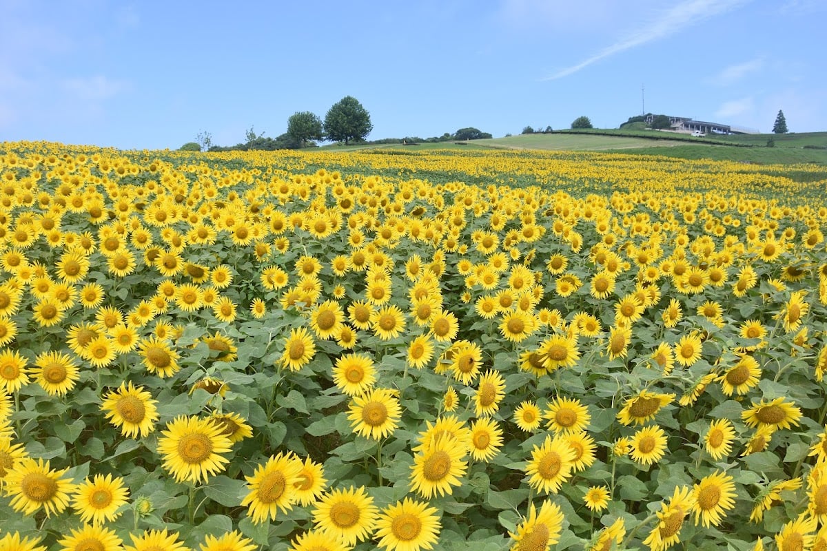 あわじ花さじき - 🎶