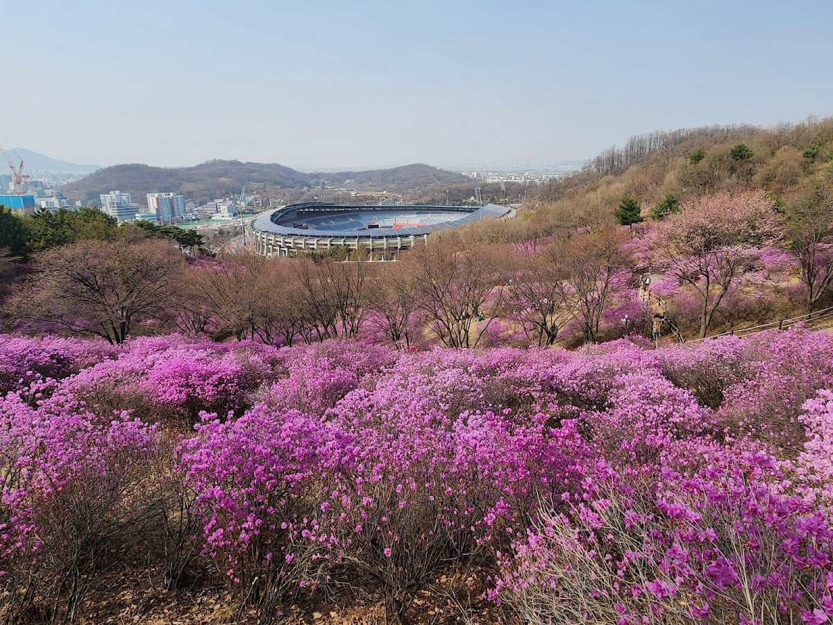 Bucheon azalea hill - Spring time