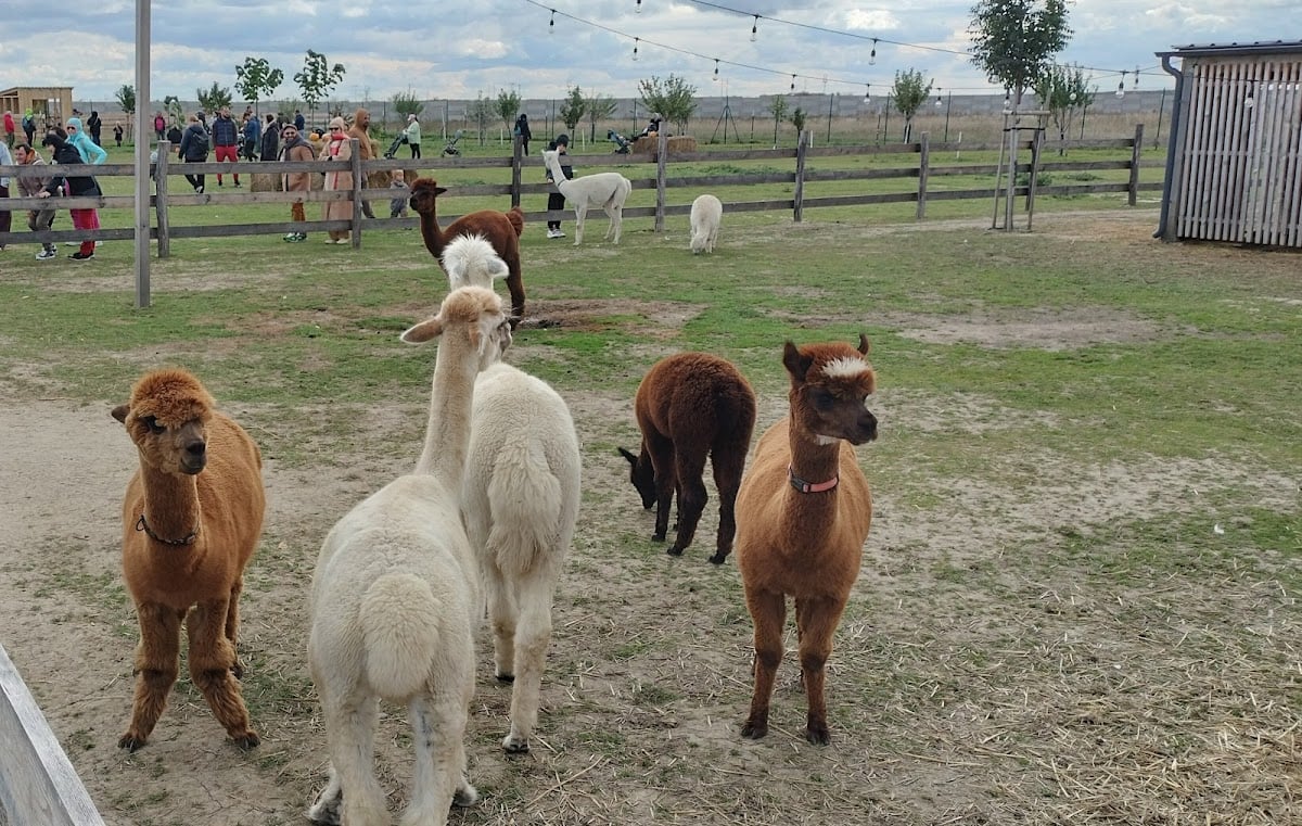 Bite&Byte Alpaca Farm - Alpaca brunch every Saturday