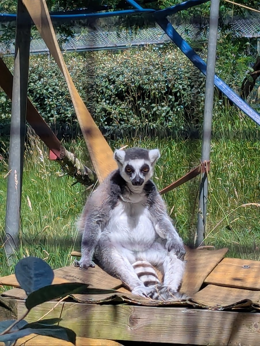 Golders Hill Park Zoo