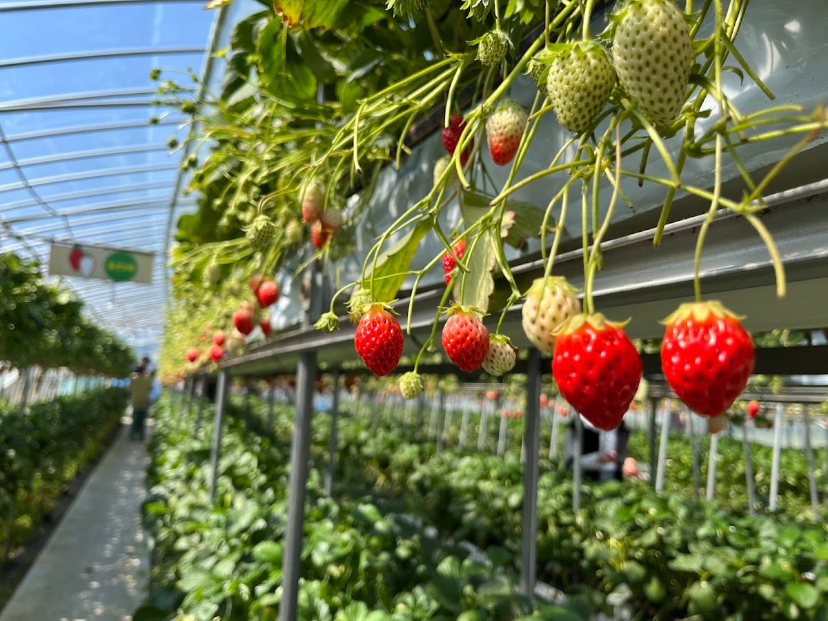 ICHIGO HOUSE.MITAKA - Strawberry picking