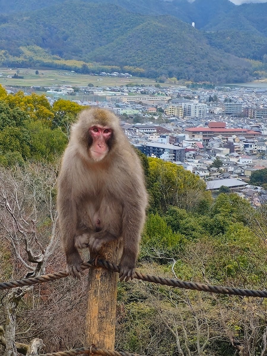 Arashiyama Monkey Park Iwatayama 